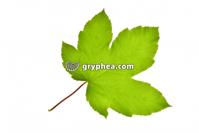 Erable sycomore - feuille (Acer pseudoplatanus) - gryphea.com